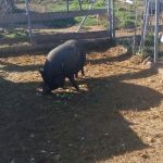schweinchen