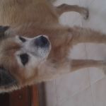 gordy_1