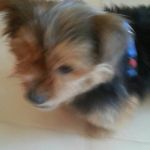 chuchi_2