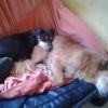cani_mali