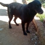 Rocky_2