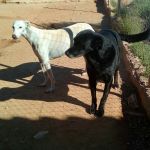 Rocky_3