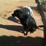 Rocky_4